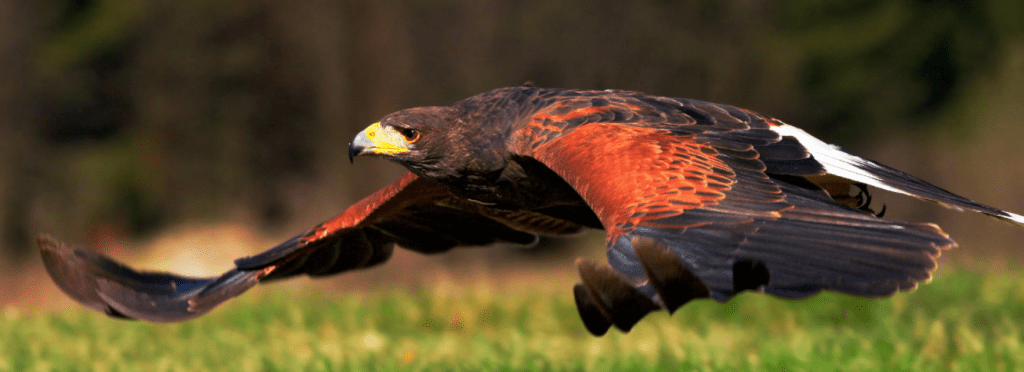 falconry hawk