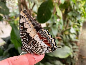 magic wings butterfly